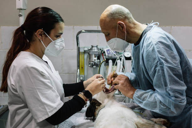 24-Hour Dental Clinic Near Me Newton Falls, OH